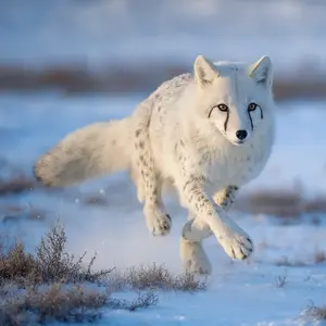 Arctic fox + Cheetah